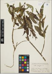 Foto von Salix fragilis L.